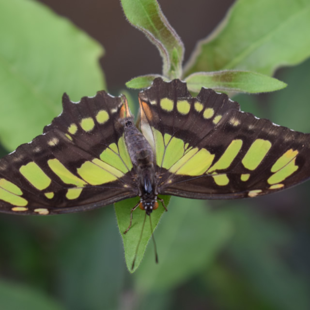 Siproeta stelenes