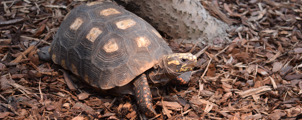 Kolenbrander schildpad