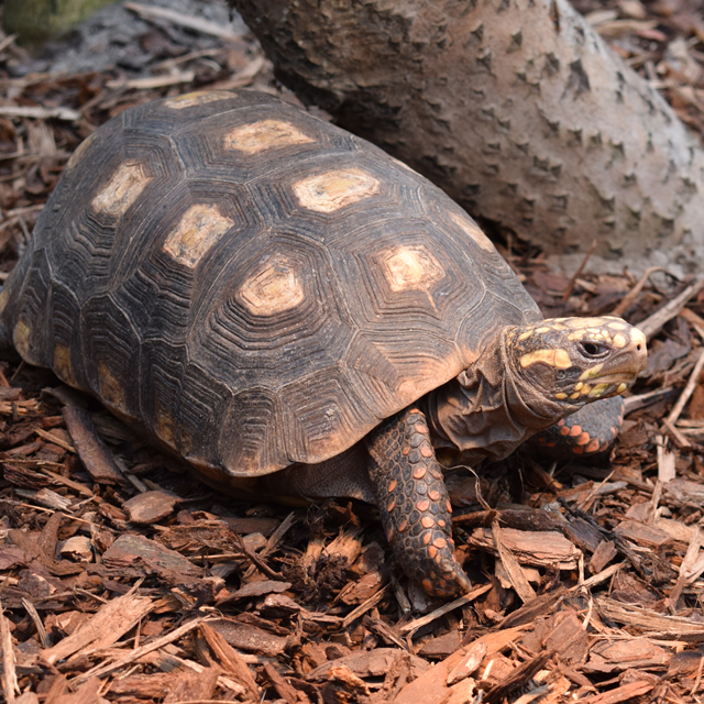 Kolenbrander schildpad