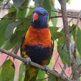 Lori van de blauwe bergen Lori van de blauwe bergen