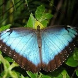 Morpho peleides