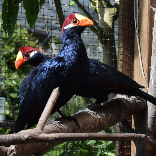 Schildtoerako Schildtoerako