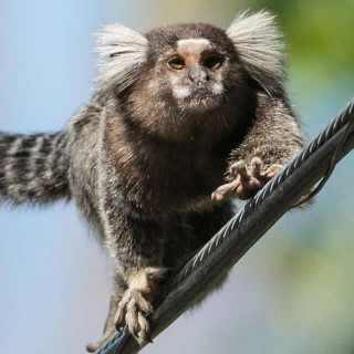 Witoorpenseelaapjes Witoorpenseelaapjes