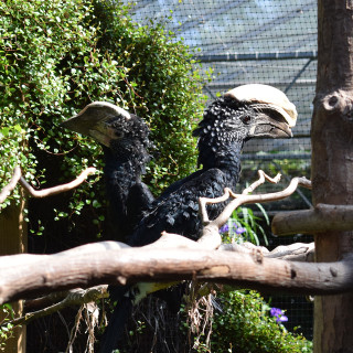 Zilverwangneushoornvogel Zilverwangneushoornvogel